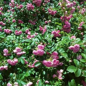 Meet your Posher, Imogene